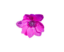 Beautiful Purple Anemone Flower.