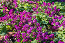 Purple Flowers Of Lobularia Maritima.