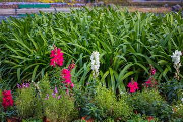 Wall Mural - Antirrhinum majus dragon.