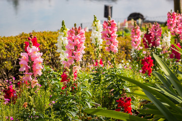 Wall Mural - Antirrhinum majus dragon.