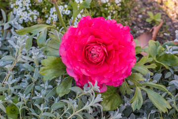 Wall Mural - Pink persian buttercup flowers (ranunculus).