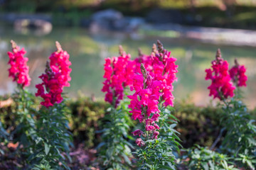 Wall Mural - Antirrhinum majus dragon.