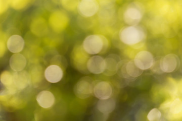 Wall Mural - Fresh soft green colour bokeh bush tree and sunlight