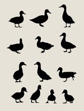 Duck Silhouettes, Art Vector Design