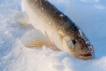 Wall Mural - Smelt fish lying in the snow, close-up head.