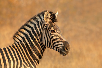 Wall Mural - portrait of a plains (burchells) zebra (equus burchelli), south africa.