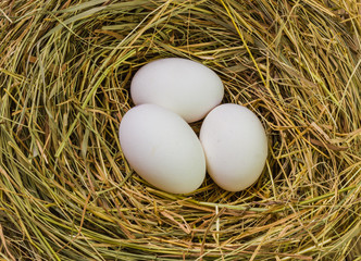 Wall Mural - Nest with Easter eggs