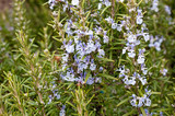Fototapeta Kuchnia -  Rosemary in full bloom
