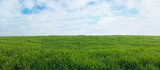 Fototapeta Paryż - Panoramic view of a green field with grass