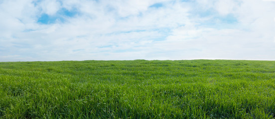 panoramic view of a green field with grass