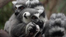 Group Of Ring-tailed Lemurs (Lemur Catta) Resting On The Tree Branch