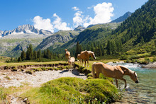 Horses In National Park Of Adamello Brenta - Italy / Herd Of Horses Wading The Chiese River In The National Park Of Adamello Brenta. Trentino Alto Adige, Italy
