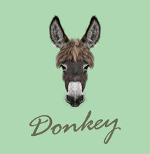 Farm Donkey Portrait