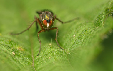 Macro photo of a Dolichopodidae fly, insect
