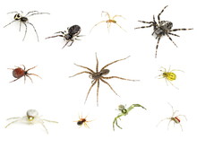 Collection Of Many Different Spiders On White Background