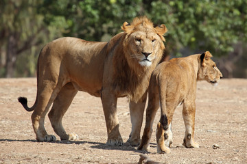 Wall Mural - lion and lioness