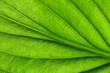 © Alekss - green leaf texture