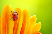 Ladybug And Flower