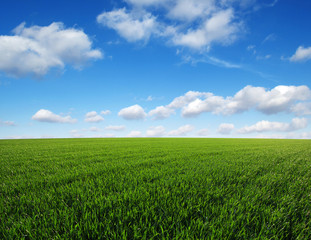 Canvas Print -  field and sky