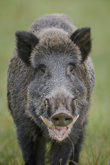 Wall Mural - Male boar showing his impressive tusks