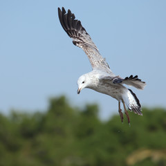 flying young seagull  in action