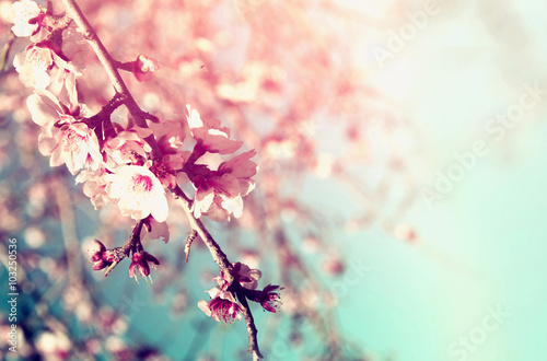 Fotografía Soñadora abstracta y la imagen borrosa de primavera blanco flores de cerezo árbol