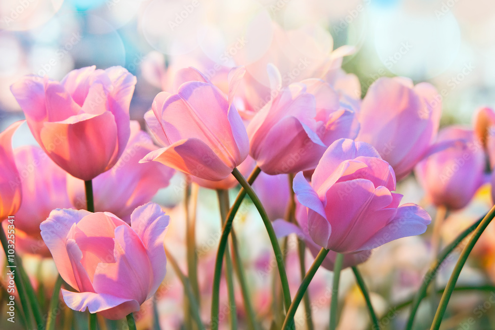Szalone tulipany - obrazy, fototapety, plakaty 