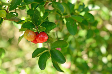 Wall Mural - Cherry Thailand.