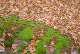 Fototapeta Sawanna - Colorful growing moss surrounded by fallen autumn leaves