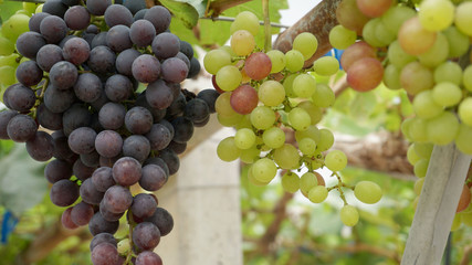 Vineyards in harvest