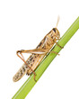 Locusts on a green plant