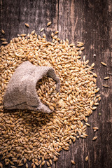 Wall Mural - barley and hops on wooden table , beer