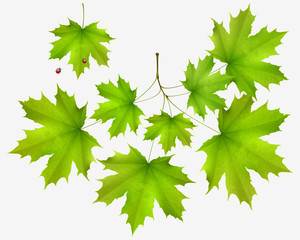 summer leaf maple and maple branch isolated on white