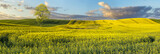 Fototapeta Krajobraz - panorama pola młodego,kwitnącego rzepaku