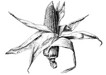 Monochrome Illustration With Corn.