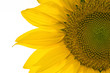 sunflower, selective focus