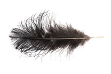 Black Ostrich Feather Isolated On White Background