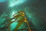Fototapeta Tęcza - Seaweed kelp forest at Catalina Island, california