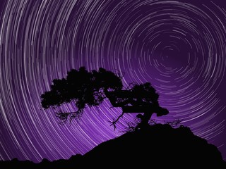 Wall Mural - Silhouette of tree against night sky with aurora and startrails around Polaris star. Vector Illustration.