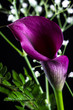purple calla lily over black
