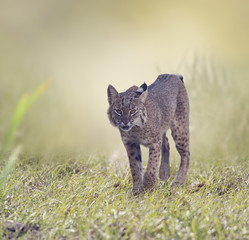 wild bobcat walking