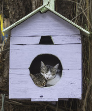 Two Cute Kitten Sleeping On A Bird House