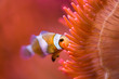 Clown fish inside red anemone i