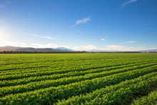 Organic Farm Land Crops In California. Blue Skies, Palm Trees, Multiple Layers Of Mountains Add To This Organic And Fertile Farm Land In California.