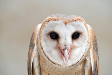 Wall Mural - common barn owl ( tyto albahead ) close up