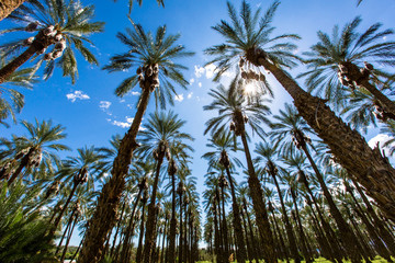 Palm Tree Date Farm Harvest in California. Palm Tree Date Farm and Clear skies fill the image in Coachella, California. Two airplanes flying past in the distant background.