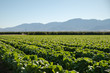 Organic Farm Land Crops In California. Multiple layers of mountains add to this organic and fertile farm land in California. Lots of colors and clear skies.