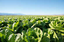 Fertile Field Of Organic Lettuce Grow In California Farmland. Field Of Organic Lettuce Growing In A Sustainable Farm In California With Mountains In The Back.
