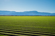 Organic Farm Land Crops In California. Multiple layers of mountains add to this organic and fertile farm land in California. Lots of colors and clear skies.
