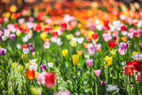 Fototapeta Tulipany - Bed of Multicolored tulips